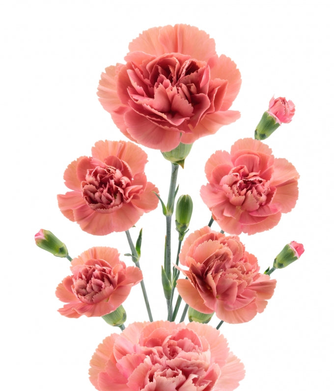 MINICARN Fancy CRL Miss Rose 10 St(Stems)
