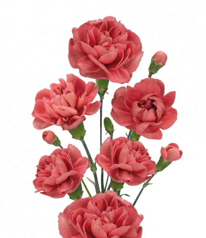 MINICARN Fancy CRL Miss Trendy 10 St(Stems)