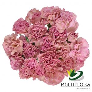 MINICARN Select TER Mocha Sweet 10 St(Stems)