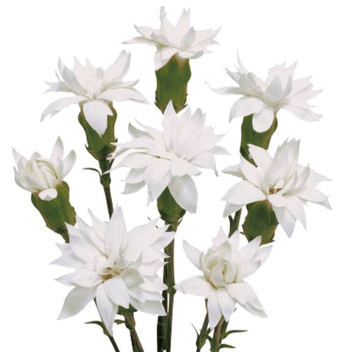MINICARN Select WHI Star Snow Tessino 10 St(Stems)