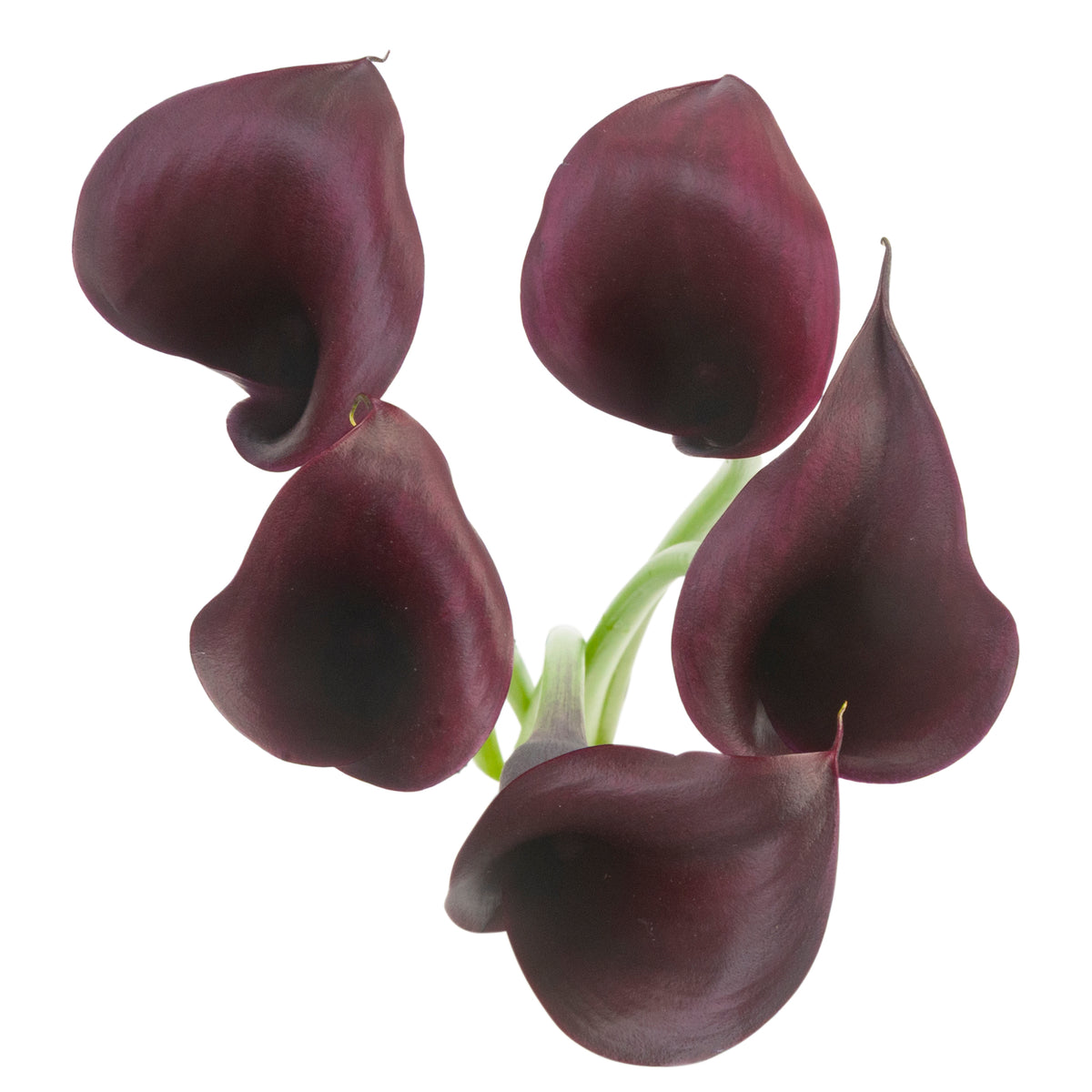 COLOR CALLAS ODESSA