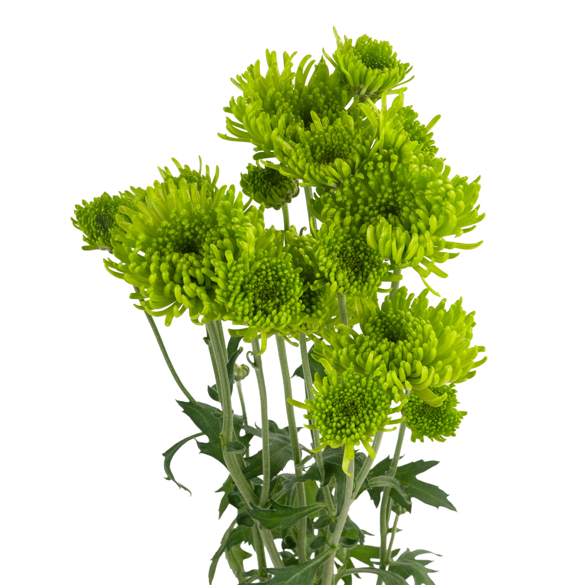 POMPON NOVELTY ALDIA GREEN
