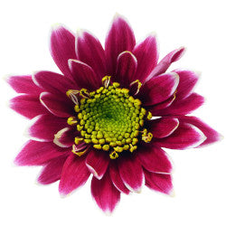 NOVELTY EX BIC Kogui 7st (Bunches)