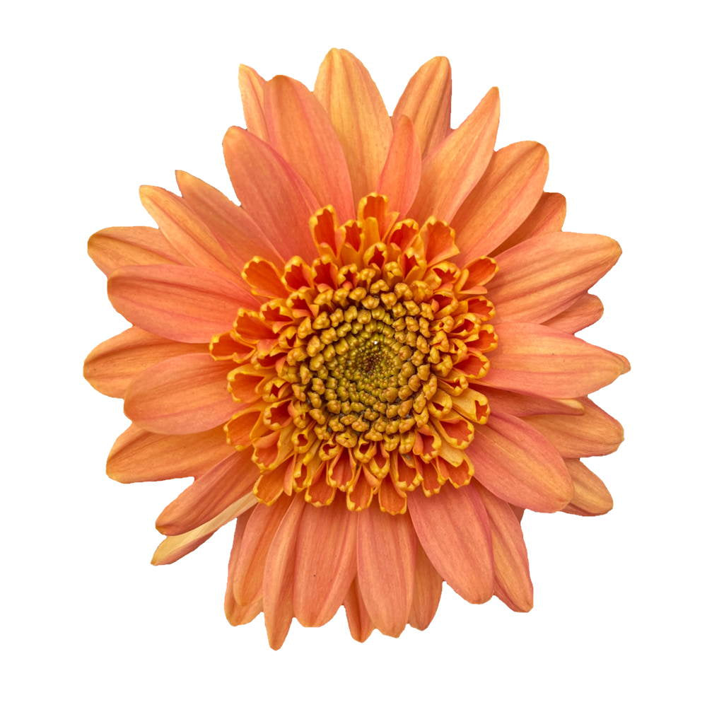 POMPON NOVELTY ORANGE HOLANDA 7ST 70cm
