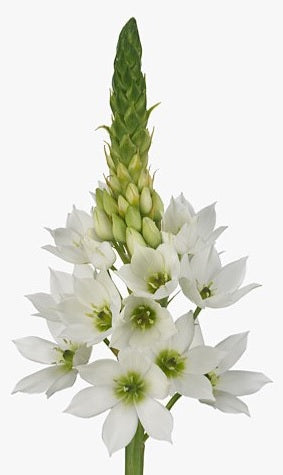 STAR OF BETHLEHEM 60cm WHI Thyrs 10st(Bunches)