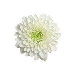 POMPON BUTTON WHITE EAGLE 7ST 70cm