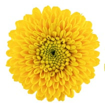 POMPON BUTTON YELLOW PAINTBALL 7ST 70cm