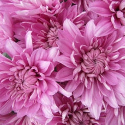 POMPON CUSHION PINK VERONICA 7ST 70