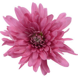 POMPON CUSHION LOGIC LAVANDER 7ST 70cm