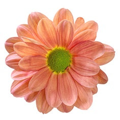 POMPON DAISY TEQUILA SALMON 7ST 70cm