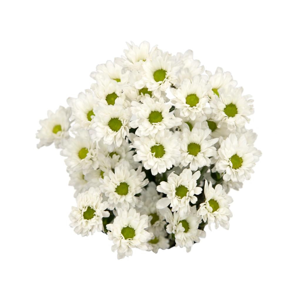 POMPON NOVELTY MICRO WHITE DAISY KATY 7ST 70cm
