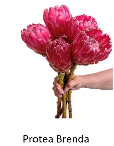 PROTEA BRENDA 50cm