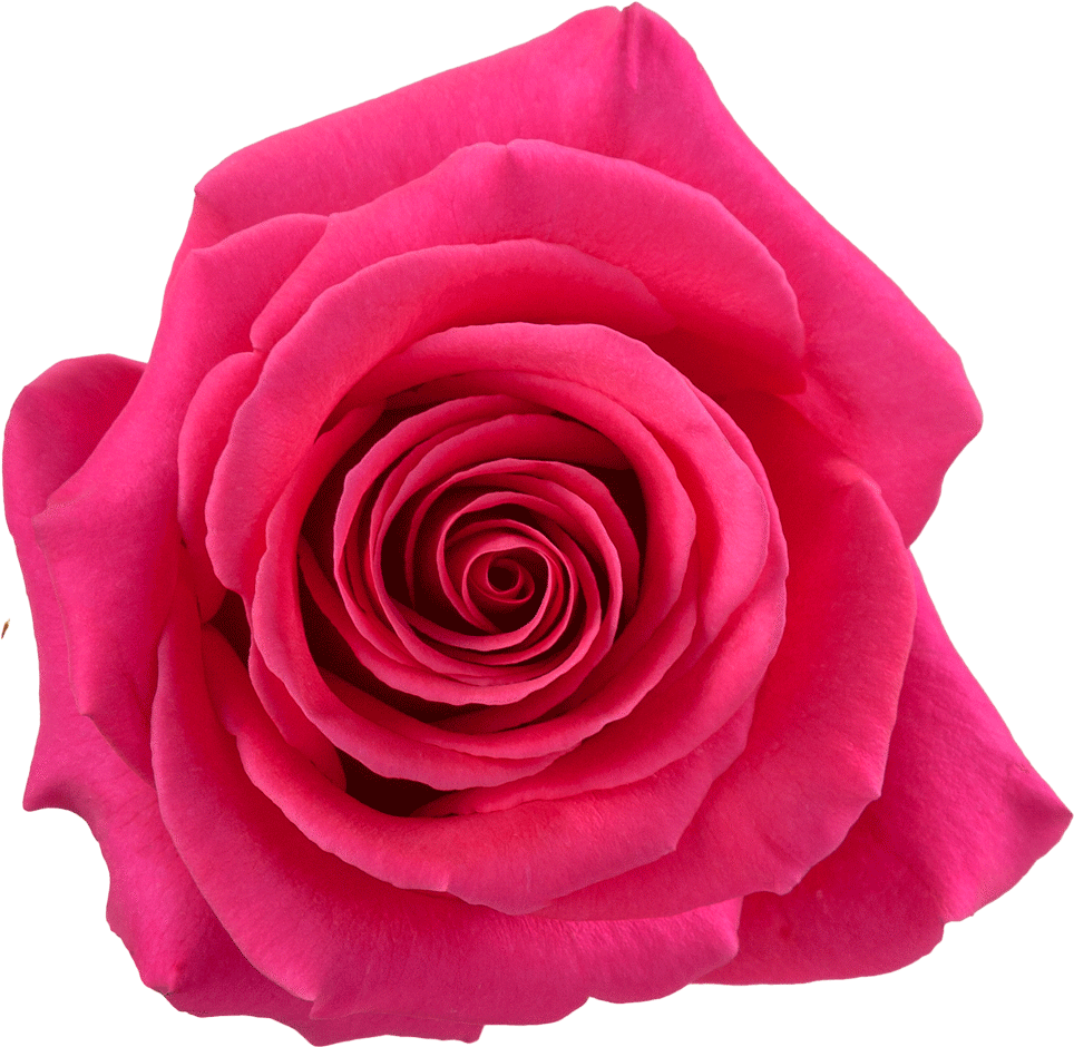 ROSE PINK FLOYD 50CM