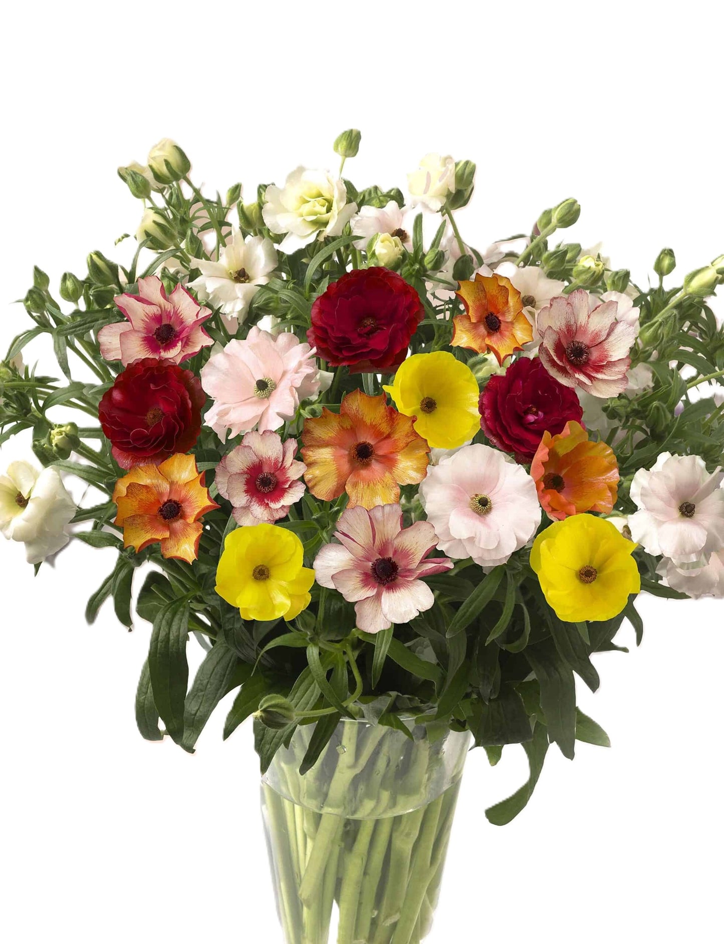 RANUNCULUS 40cm AST Butterfly Assorted 10 St(Stems)