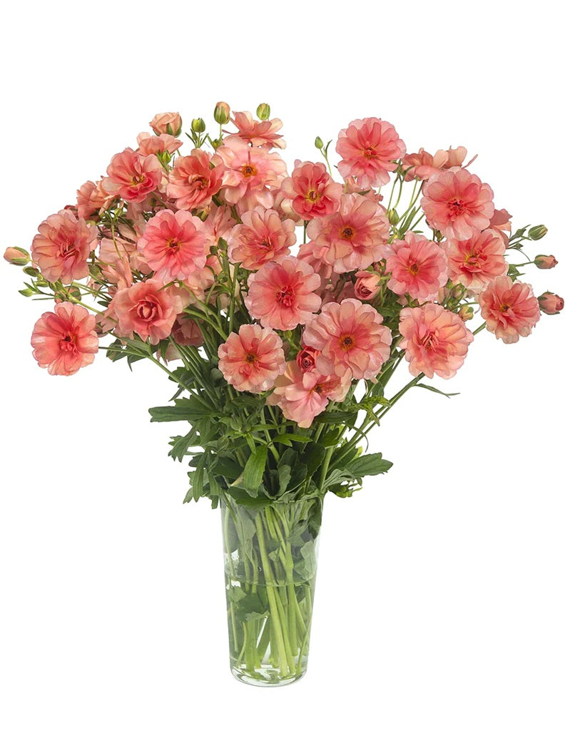 RANUNCULUS 40cm CRL Butterfly Eris Salmon 10 St(Stems)