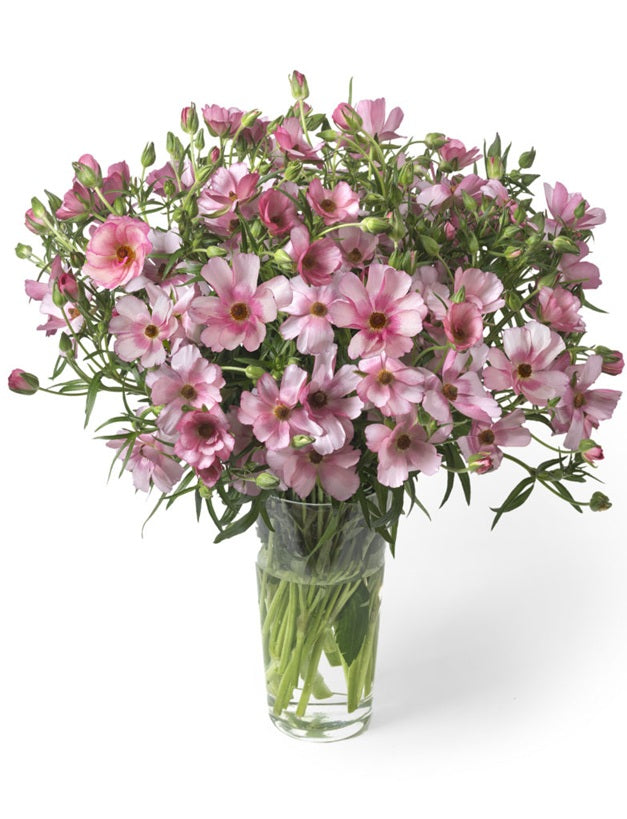 RANUNCULUS 50cm PNK Butterfly Lycia 10 St(Stems)