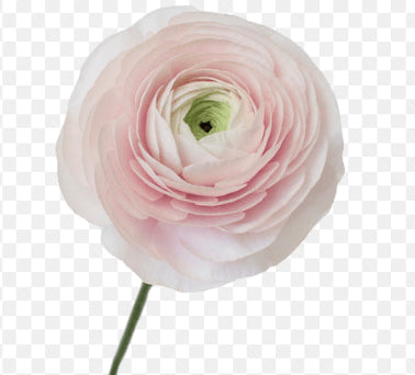 RANUNCULUS MARITIME BLUSH WH/PK 45 cm