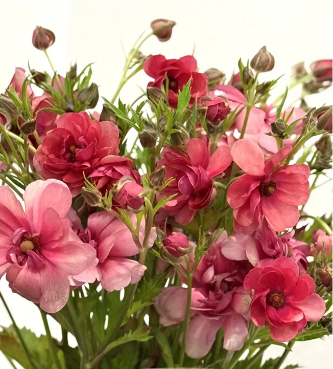 RANUNCULUS 50cm CRL Modena Energia 10 St(Stems)