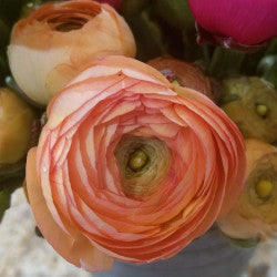 RANUNCULUS ELEGANCE SALMONE 40CM