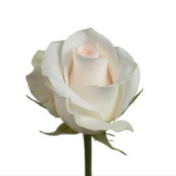 COLOR ROSES AKITO WHITE 25ST 50cm