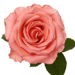 COLOR ROSES AMSTERDAM PINK 25ST 50
