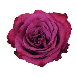 COLOR ROSES BLUEBERRY PURPLE 25ST 50cm