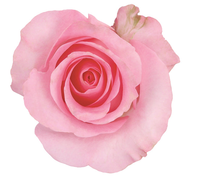 COLOR ROSES BLUSHING AKITO LIGTH PINK 25ST 50