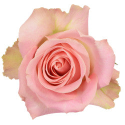 COLOR ROSES HERMOSA PINK 25ST 50cm