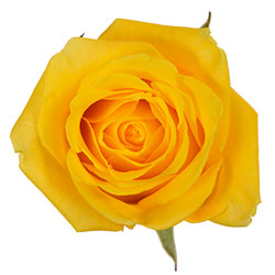 COLOR ROSES HIGH & EXOTIC YELLOW 25ST 40cm