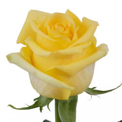 COLOR ROSES HUMMER YELLOW 25ST 60cm