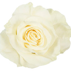 COLOR ROSES MONDIAL WHITE