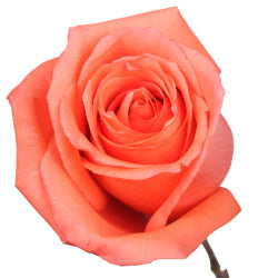 COLOR ROSES MOVIE STAR CORAL 25ST 60cm