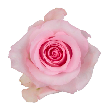 COLOR ROSES NENA LIGHT PINK 25ST 60cm
