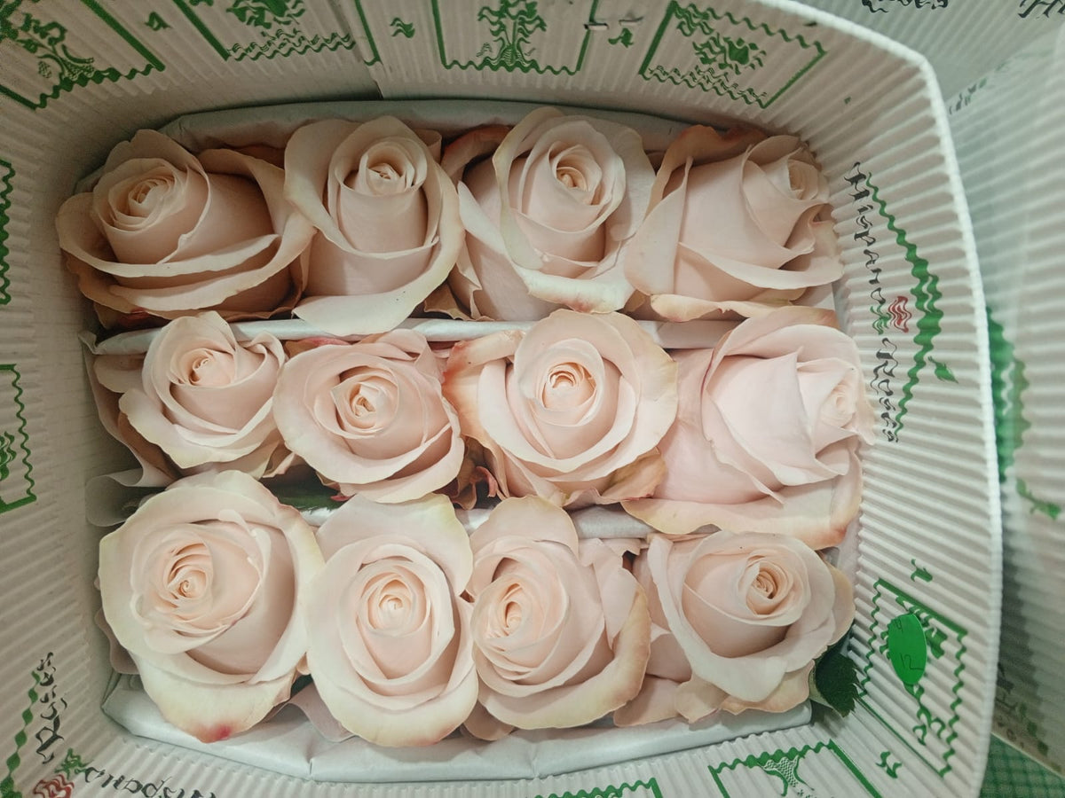 COLOR ROSES POMAROSA BABY PINK 25ST 60cm