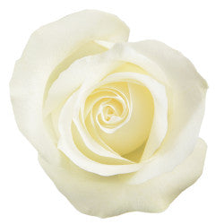 COLOR ROSES PROUD WHITE 25ST 60cm
