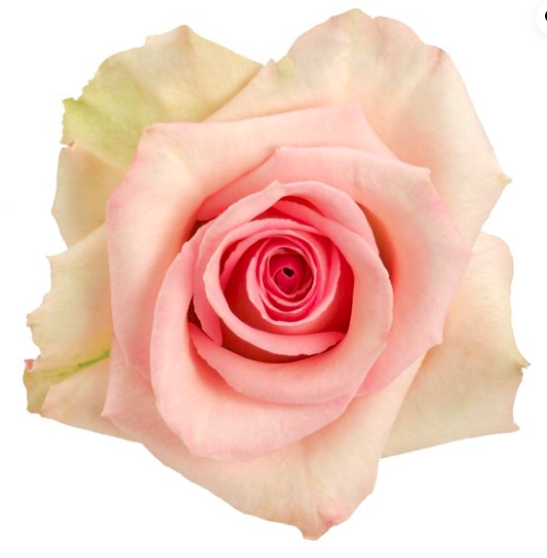 COLOR ROSES SOPHIE LIGHT PINK 25ST 60