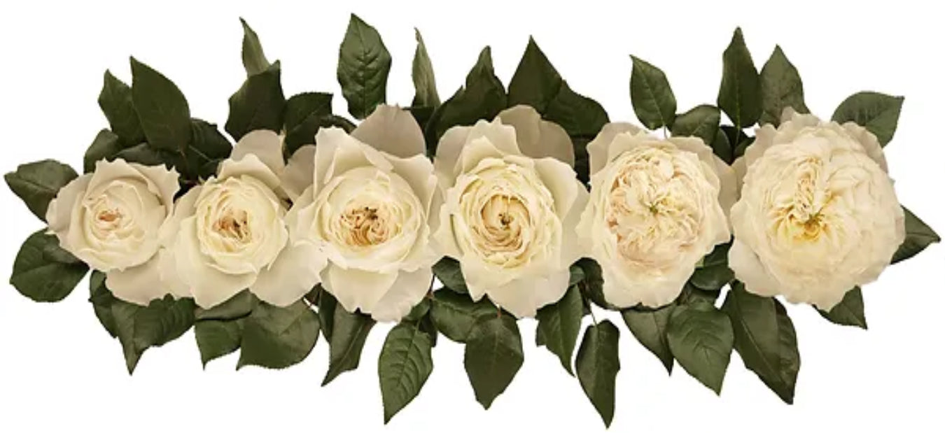 GARDEN ROSE GARDEN ROSE WHITE CLOUD 40cm