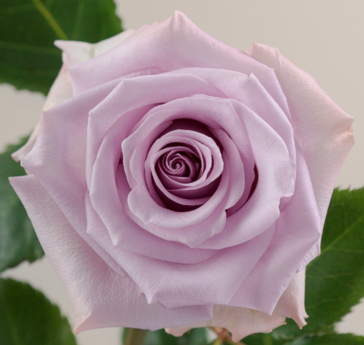 ROSE 50cm LAV Ocean Song 25 St(Stems)