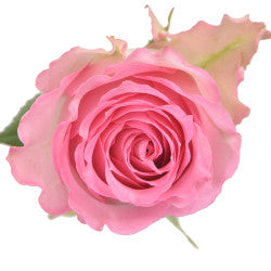 ROSE 50cm LPK Sweet Unique 25 St(Stems)