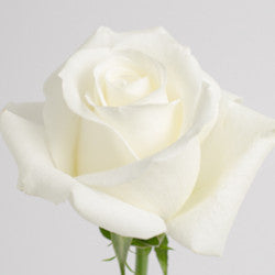 ROSE 40cm WHI Tibet 25st 25 St(Stems)