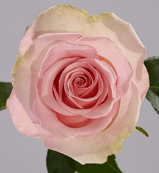 ROSE BLESSING 50CM