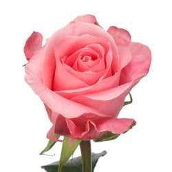 ROSE HIGH & BONITA 50CM