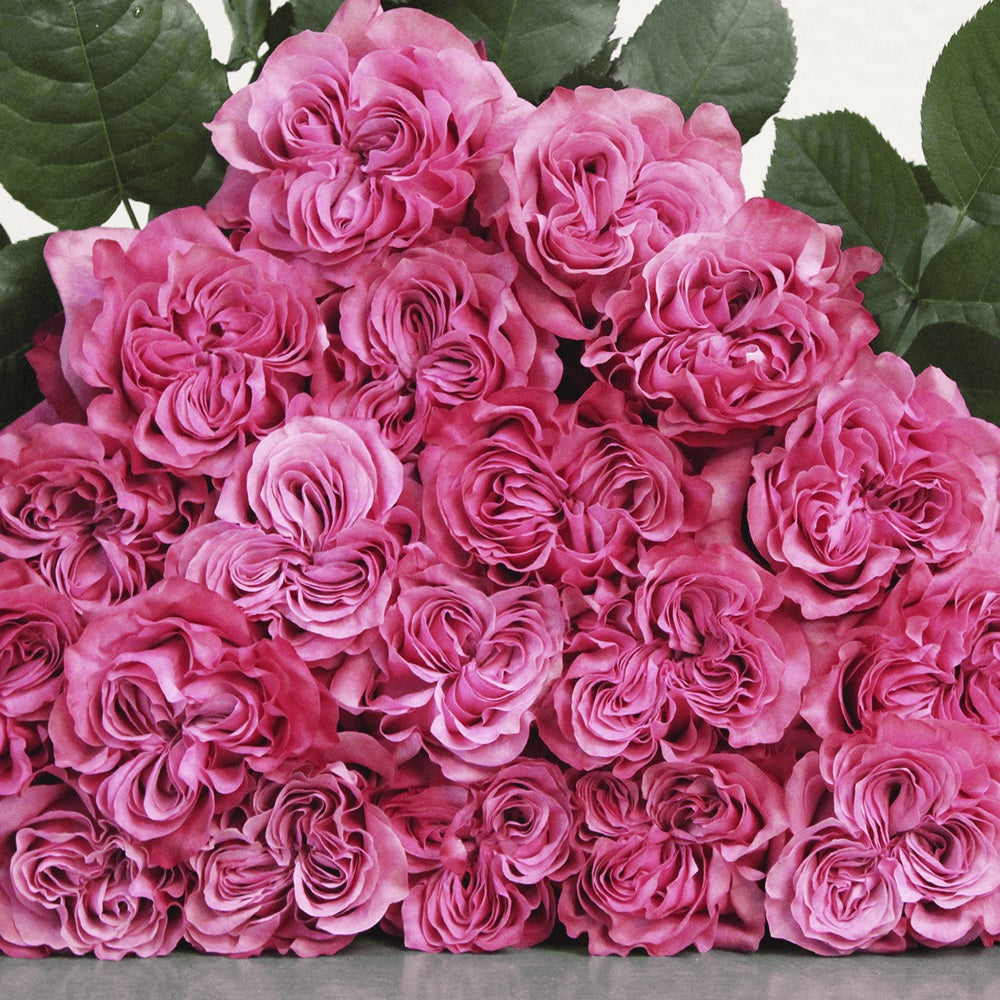 ROSE 50cm LAV Country Blues 25 St(Stems)