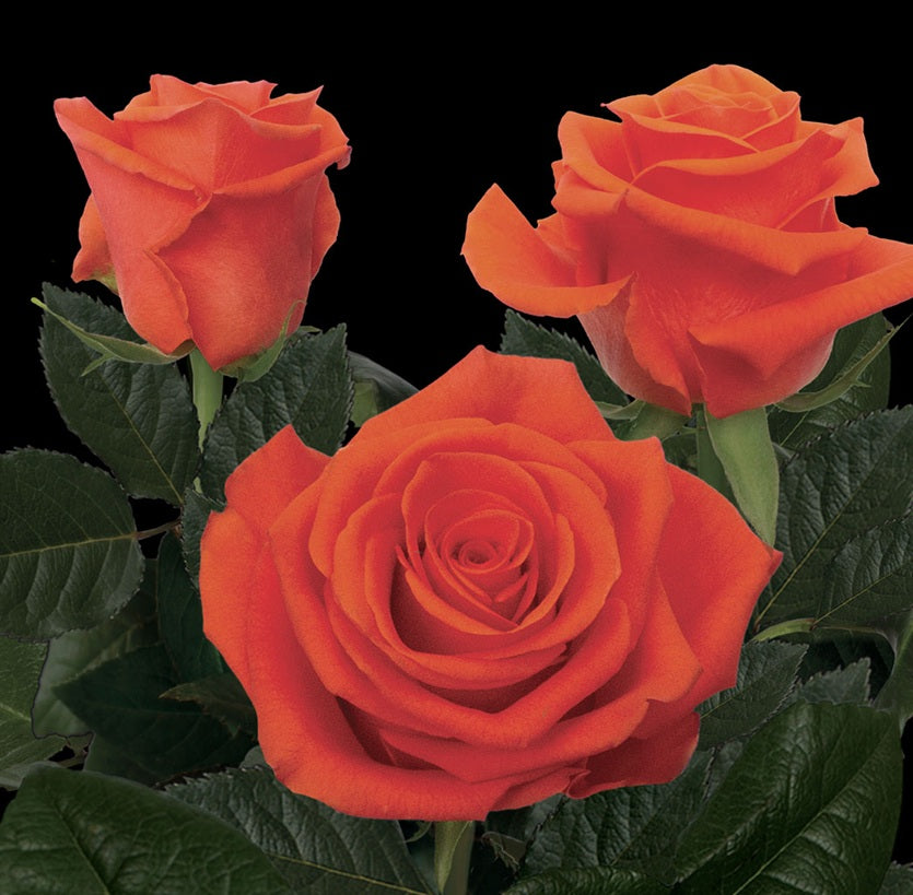 ROSE 50cm ORA Dragon Tale 25 St(Stems)
