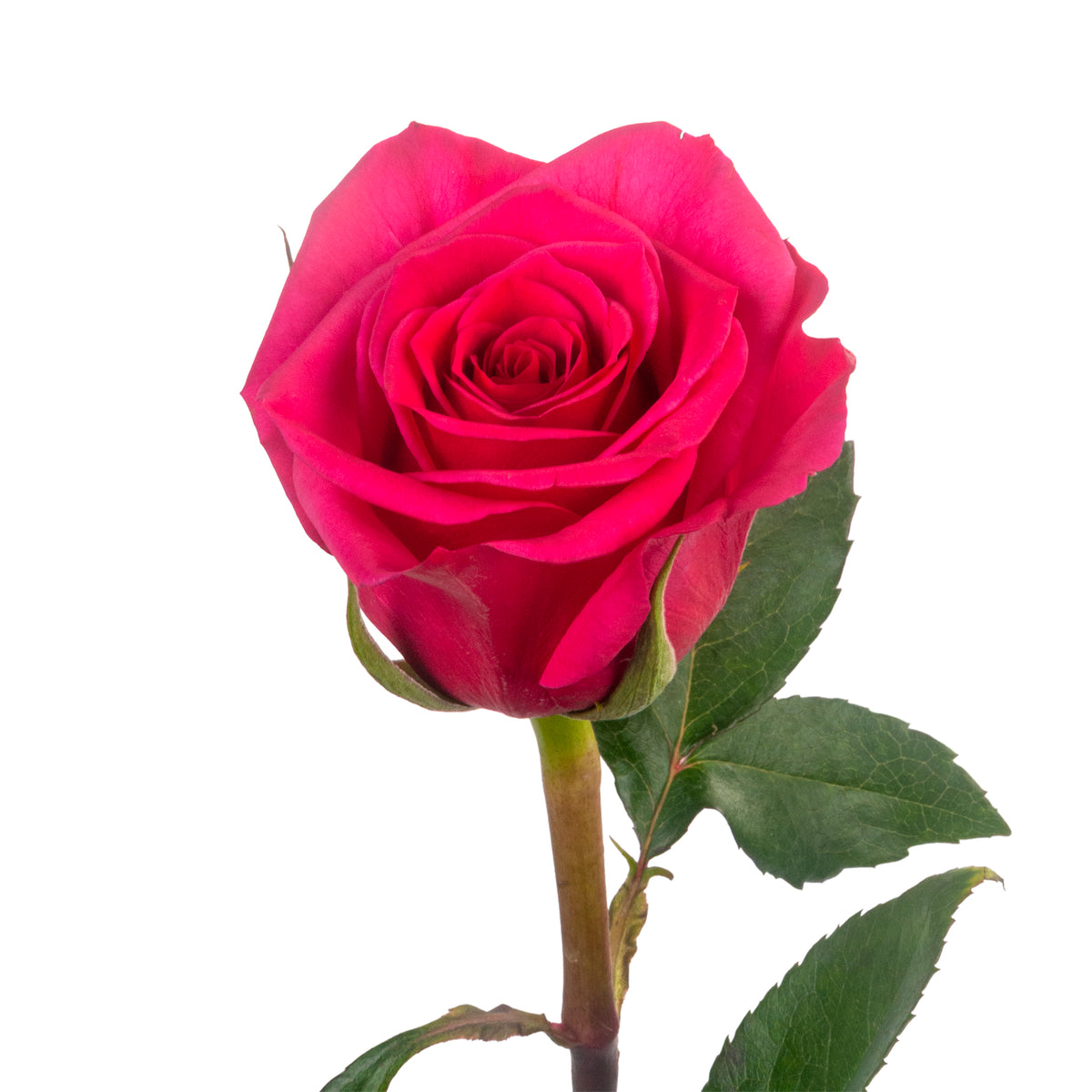 ROSE QUEEN BERRY 50CM