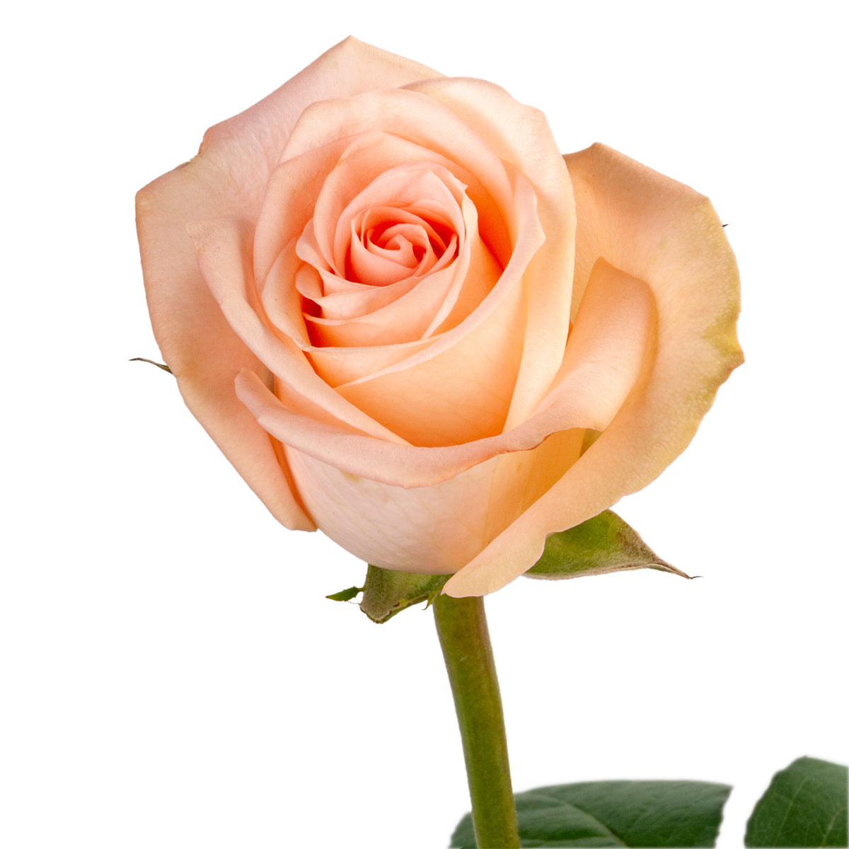 ROSE TIFFANY 60CM