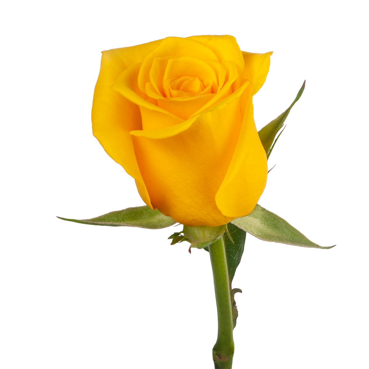 ROSE MOMENTUM 60CM