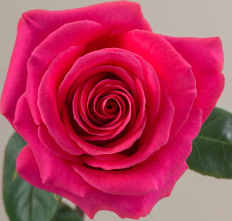 ROSE 50cm DPK Pink Floyd 25 St(Stems)