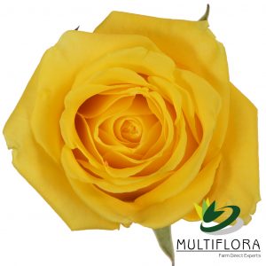 ROSE 60cm YEL High and Exotic 25 St(Stems)