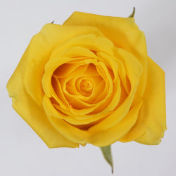ROSE HIGH AND EXOTIC 50CM
